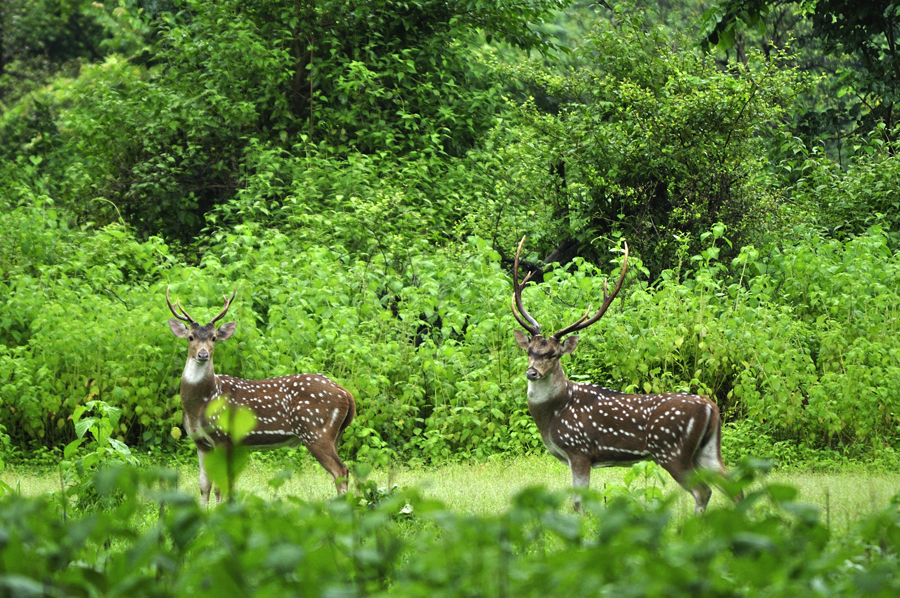 King and Future king of deer