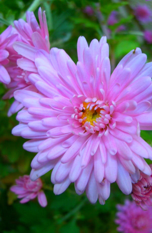 Pink Chrysanthemum Edited