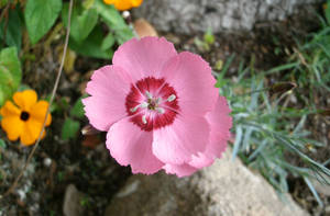 Tiny Pink Flower