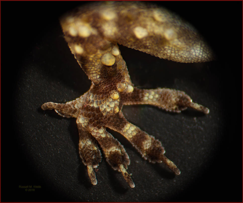 Lizard foot 20180616 by film2digital on DeviantArt
