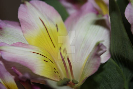 Alstroemeria