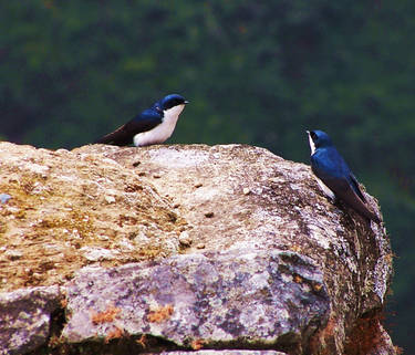 Swiftlets at Machu Picchu