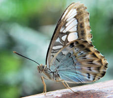 Beautiful Butterfly