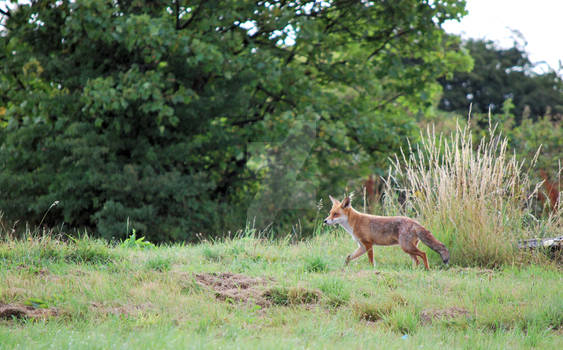 One Fox Standing on a hillside