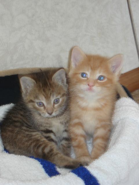 new kittens