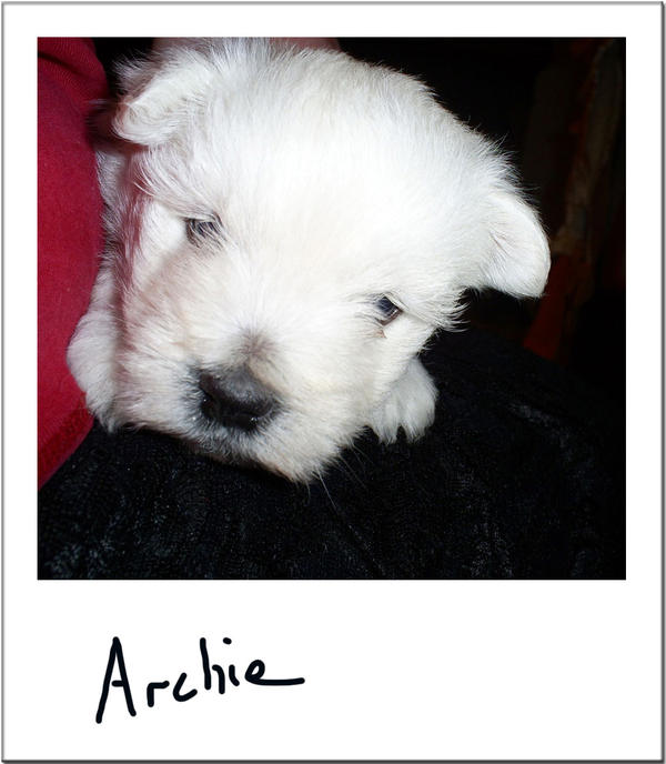 Archie - The Inquisitive Puppy