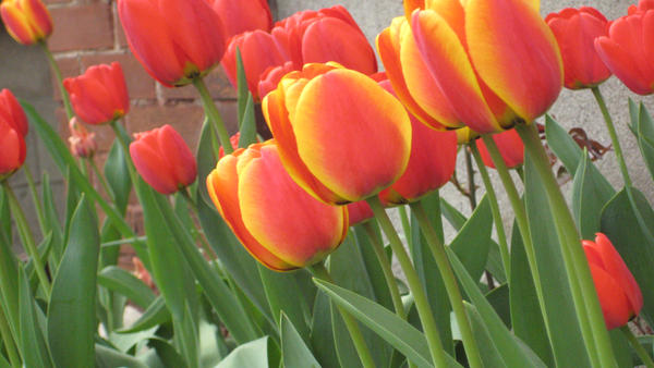 Tulips 02