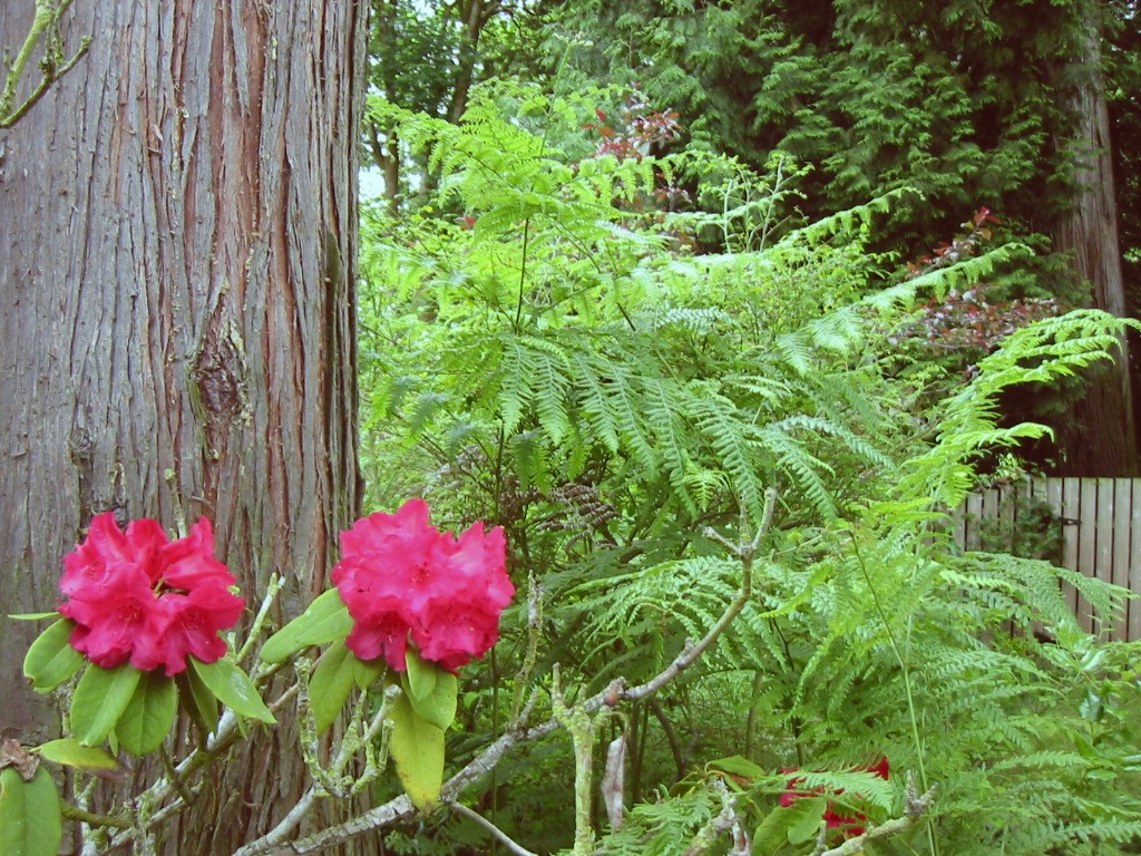 Outdoor Eden