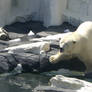 Polar Bear in Seaworld