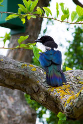 European magpie