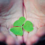 shamrock