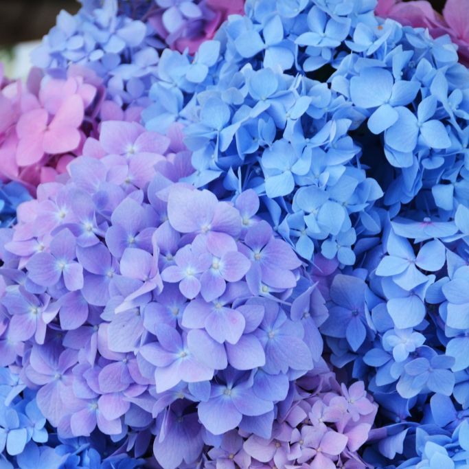 hydrangea