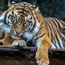 Sumatran Tiger photograph