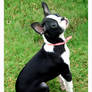 'Lucy' Boston Terrier