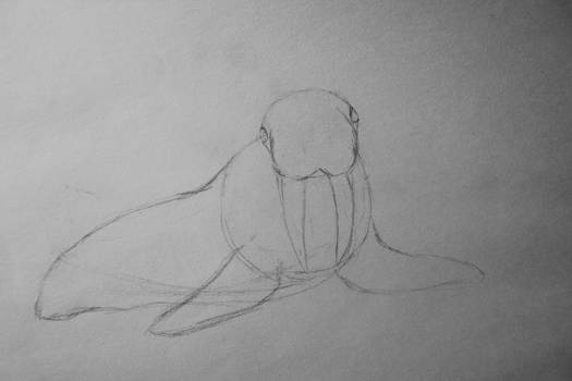 Walrus Beginning Sketch