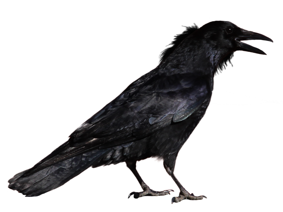 crow 1