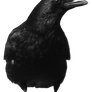 crow 4