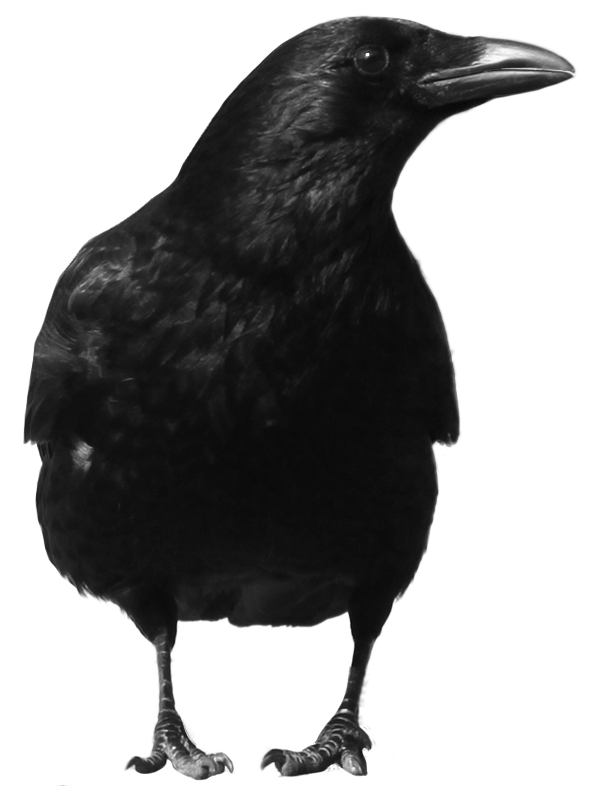 crow 4