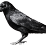 crow 6
