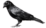 crow 6