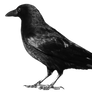 crow 7