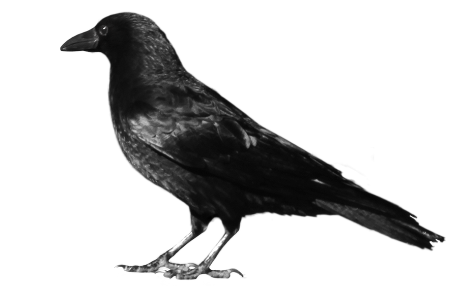 crow 7