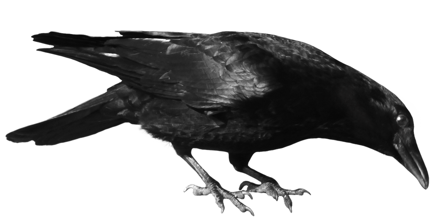crow 8