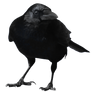 crow 9