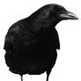 crow 11