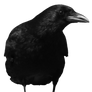 crow 11
