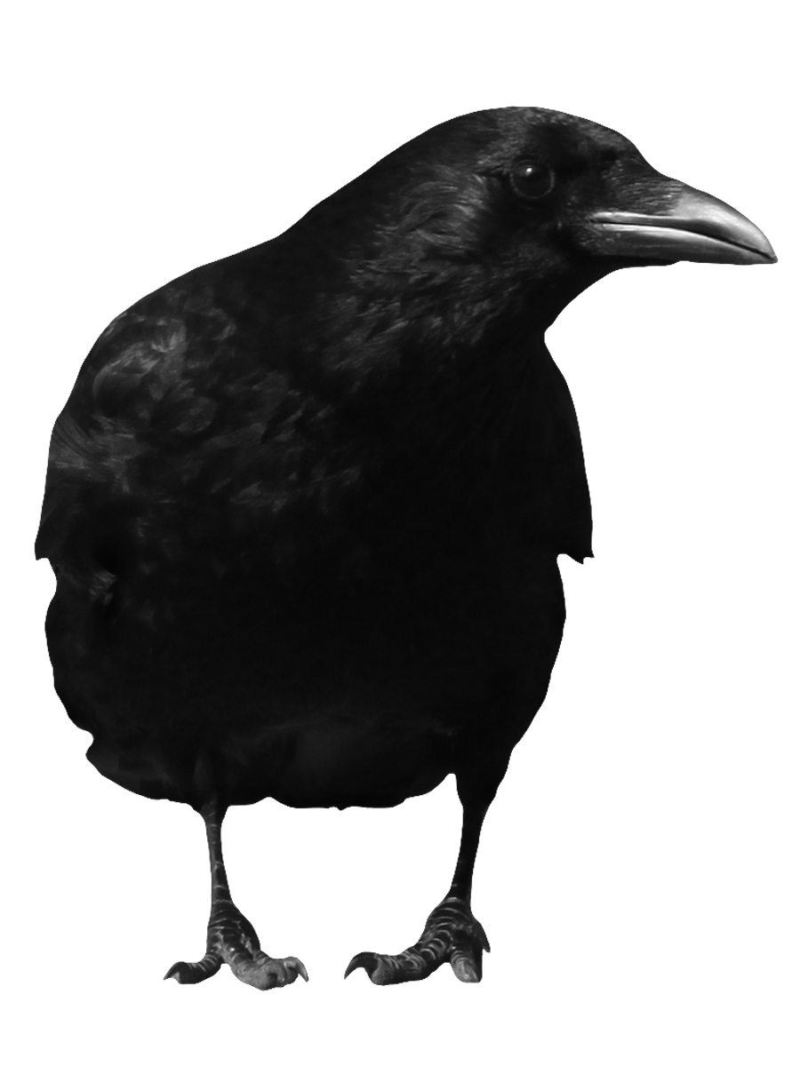 crow 11