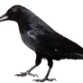 crow