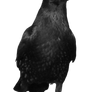crow 15
