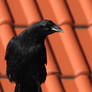 crow 19