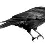 crow 21-2
