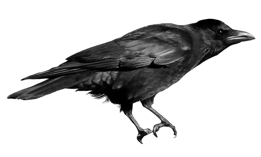 crow 21-2