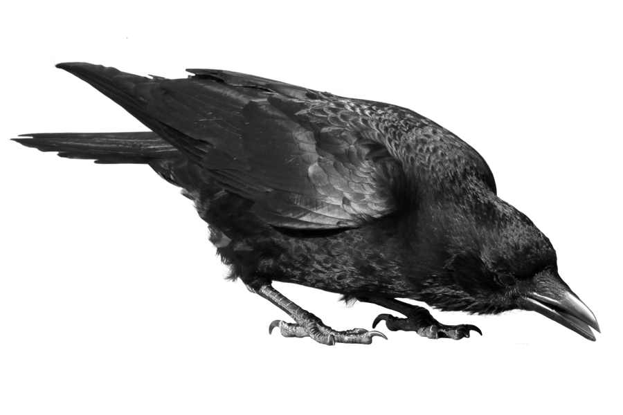 crow 24