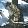 Snow Leopard Stock 4