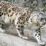 Snow Leopard Stock 5