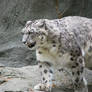 Snow Leopard Stock 6