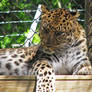 Amur Leopard Stock 1