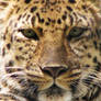Amur Leopard Stock 3