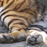 Paw Stock 10: Amur Tiger