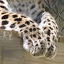 Paw Stock 13: Amur Leopard