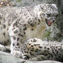 Snow Leopard Stock 8