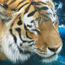 Amur Tiger Stock 4