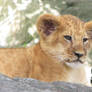 Lion Stock 6: Cub