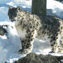 Snow Leopard Stock 14