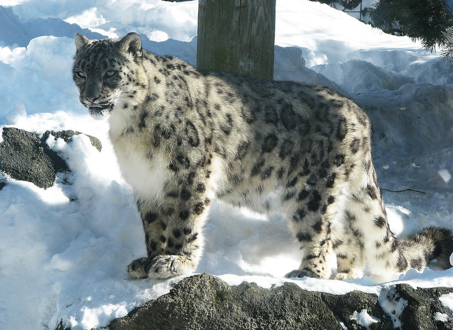 Snow Leopard Stock 14