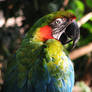 Bird Stock 3: Macaw